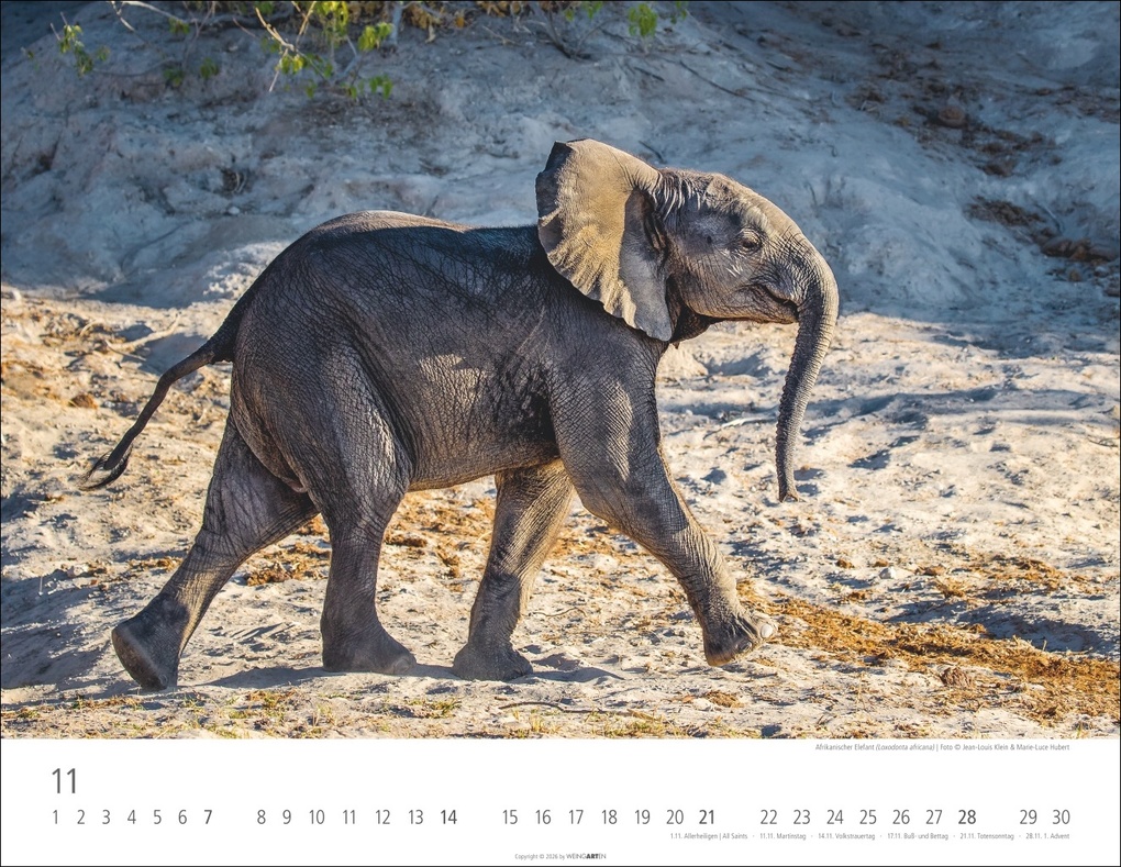 Weitere Ansicht: Elefantenbabys Kalender 2027