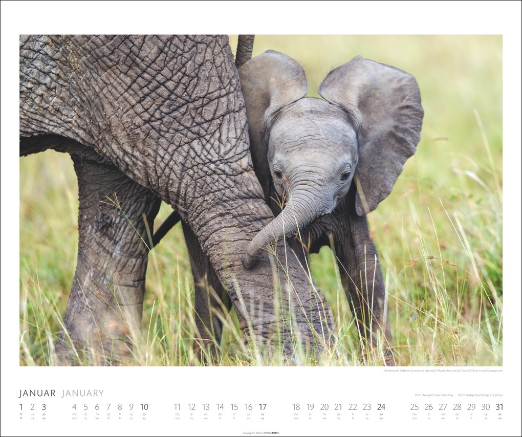 Weitere Ansicht: Elefanten Kalender 2027