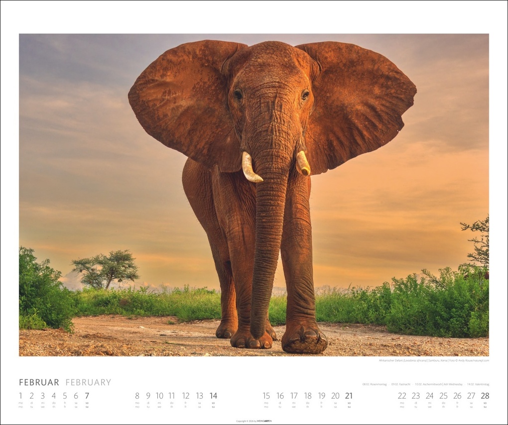 Weitere Ansicht: Elefanten Kalender 2027