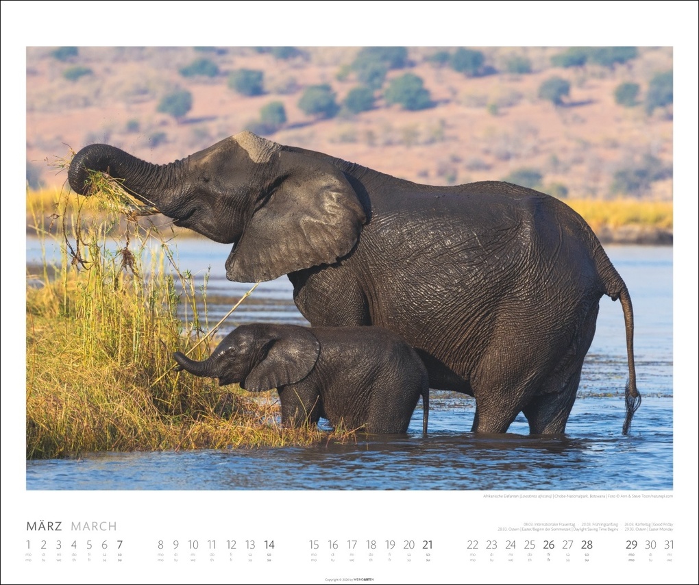 Weitere Ansicht: Elefanten Kalender 2027