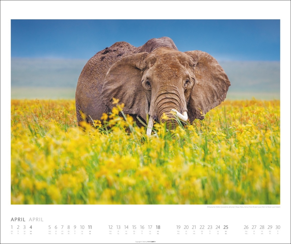Weitere Ansicht: Elefanten Kalender 2027
