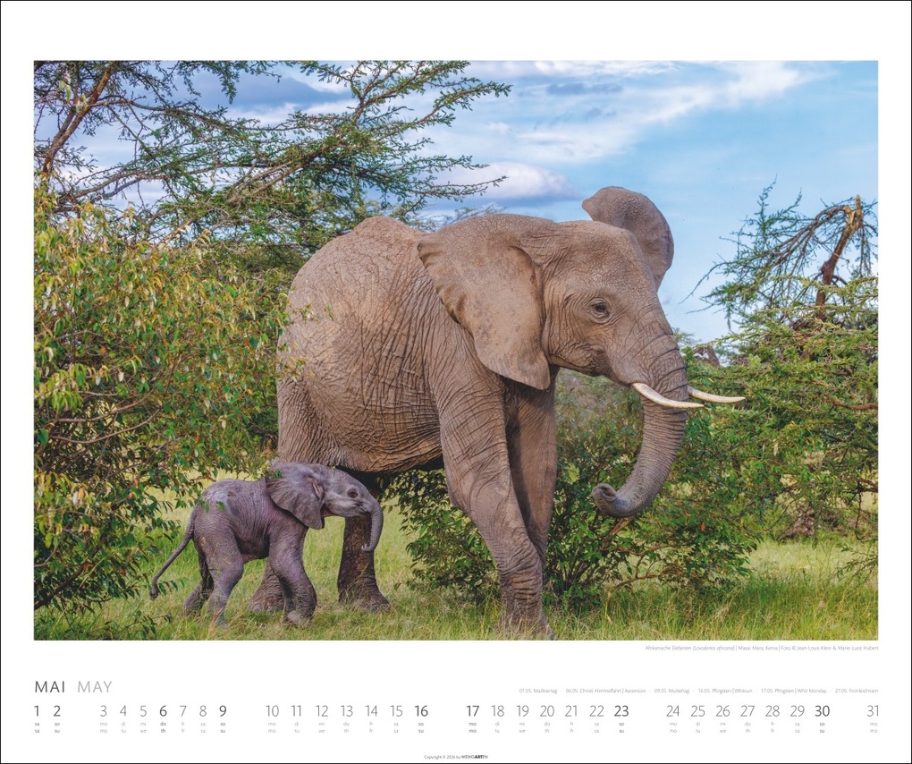 Weitere Ansicht: Elefanten Kalender 2027