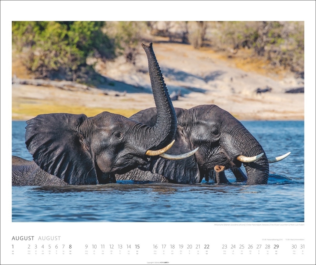 Weitere Ansicht: Elefanten Kalender 2027