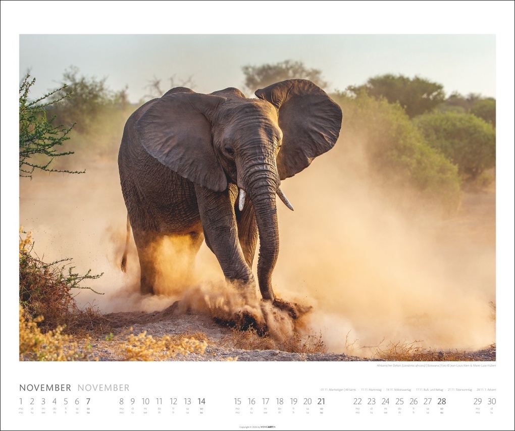 Weitere Ansicht: Elefanten Kalender 2027