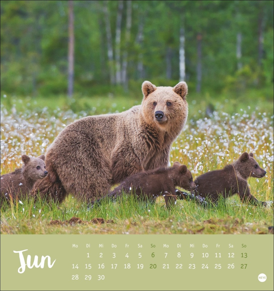 Weitere Ansicht: Bärenstark Postkartenkalender 2027