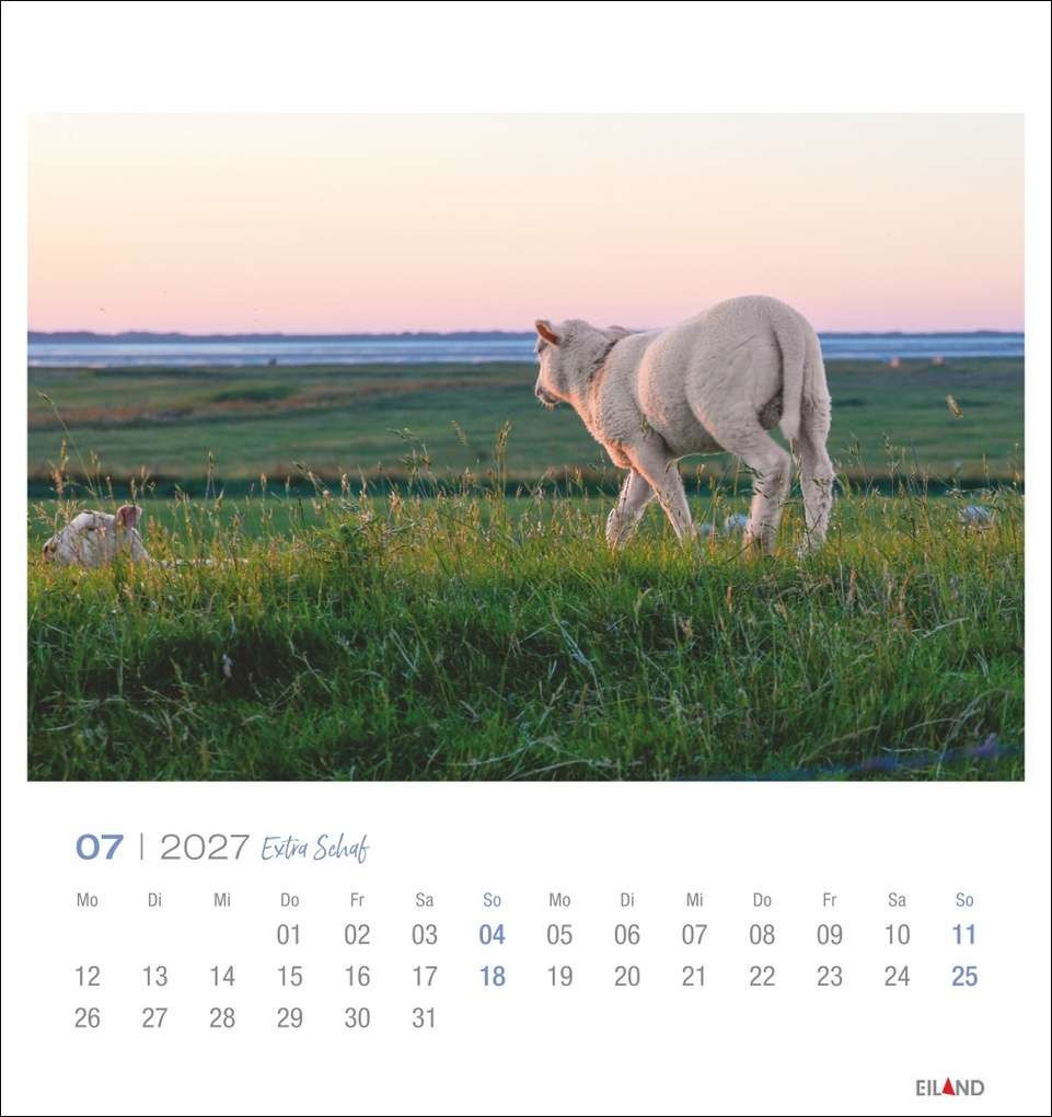 Weitere Ansicht: Extra Schaf Postkartenkalender 2027