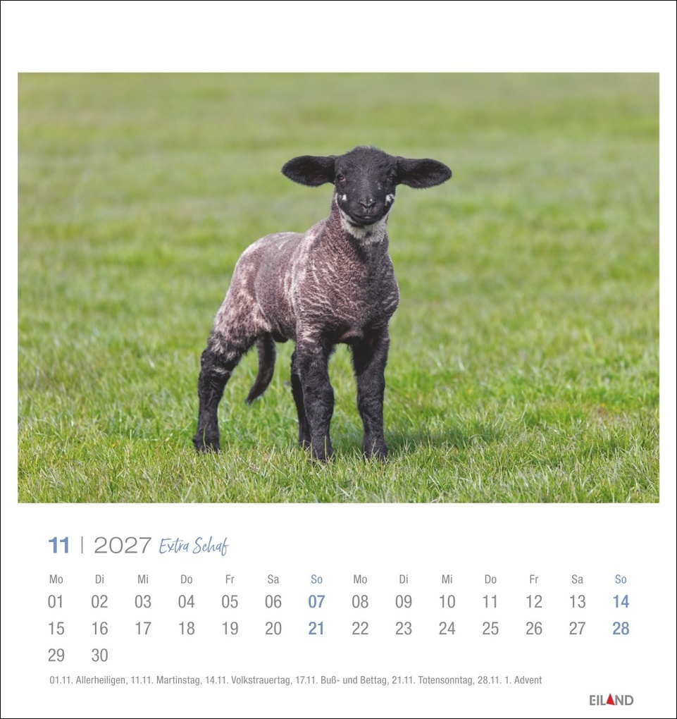 Weitere Ansicht: Extra Schaf Postkartenkalender 2027