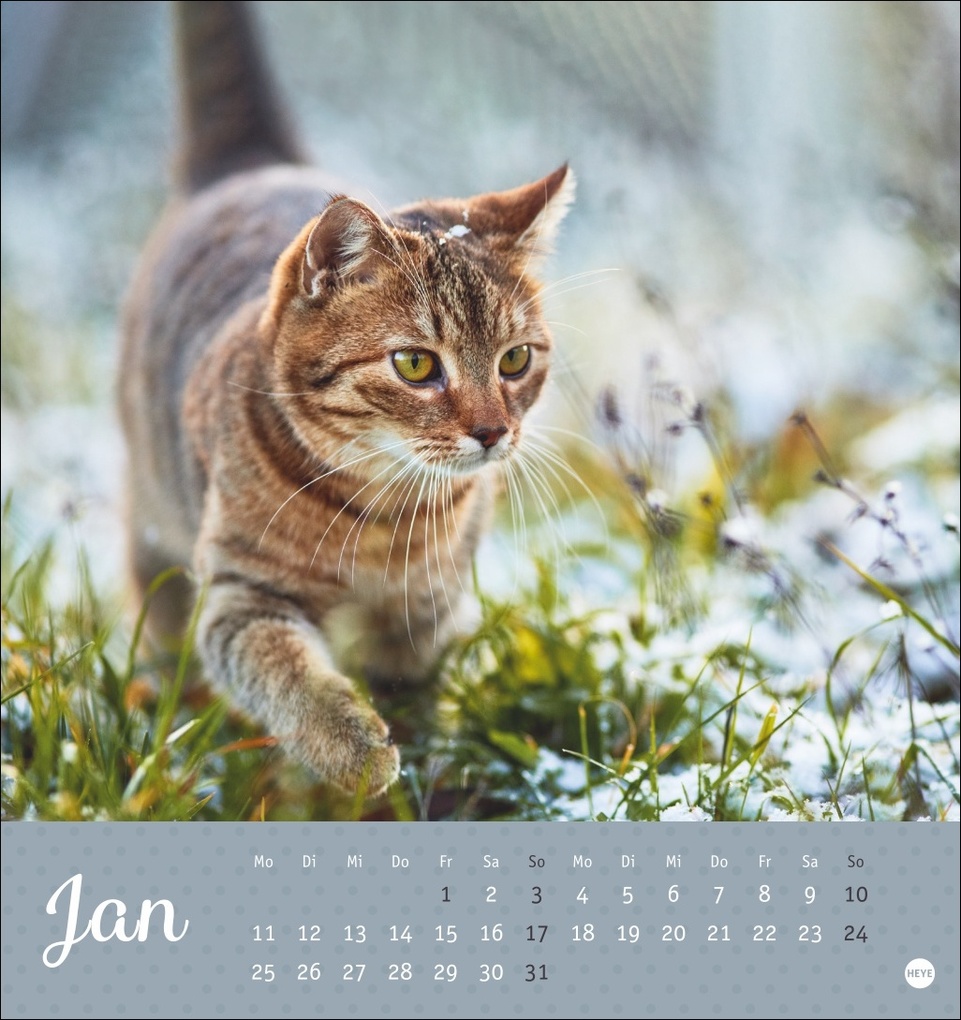 Weitere Ansicht: Katzen Postkartenkalender Kleine Tiger 2027