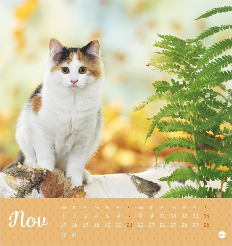 Weitere Ansicht: Katzen Postkartenkalender Kleine Tiger 2027