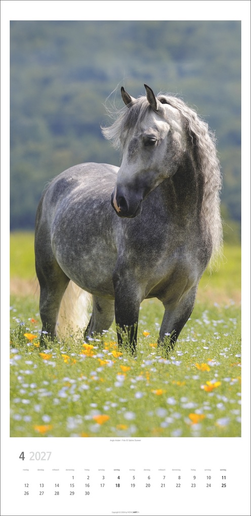 Weitere Ansicht: Pferde Kalender 2027