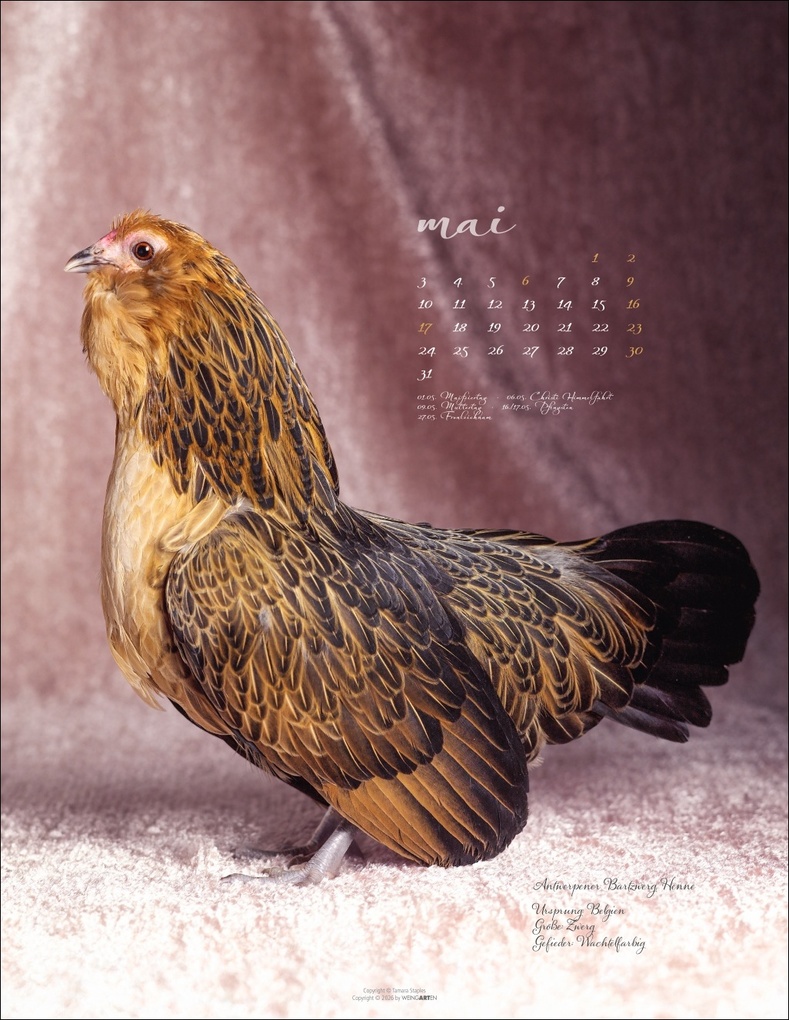 Weitere Ansicht: Pretty Chicks Kalender 2027