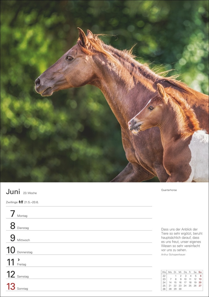 Weitere Ansicht: Pferde Wochenplaner 2027 - 53 faszinierende Fotografien