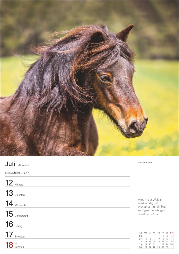 Weitere Ansicht: Pferde Wochenplaner 2027 - 53 faszinierende Fotografien