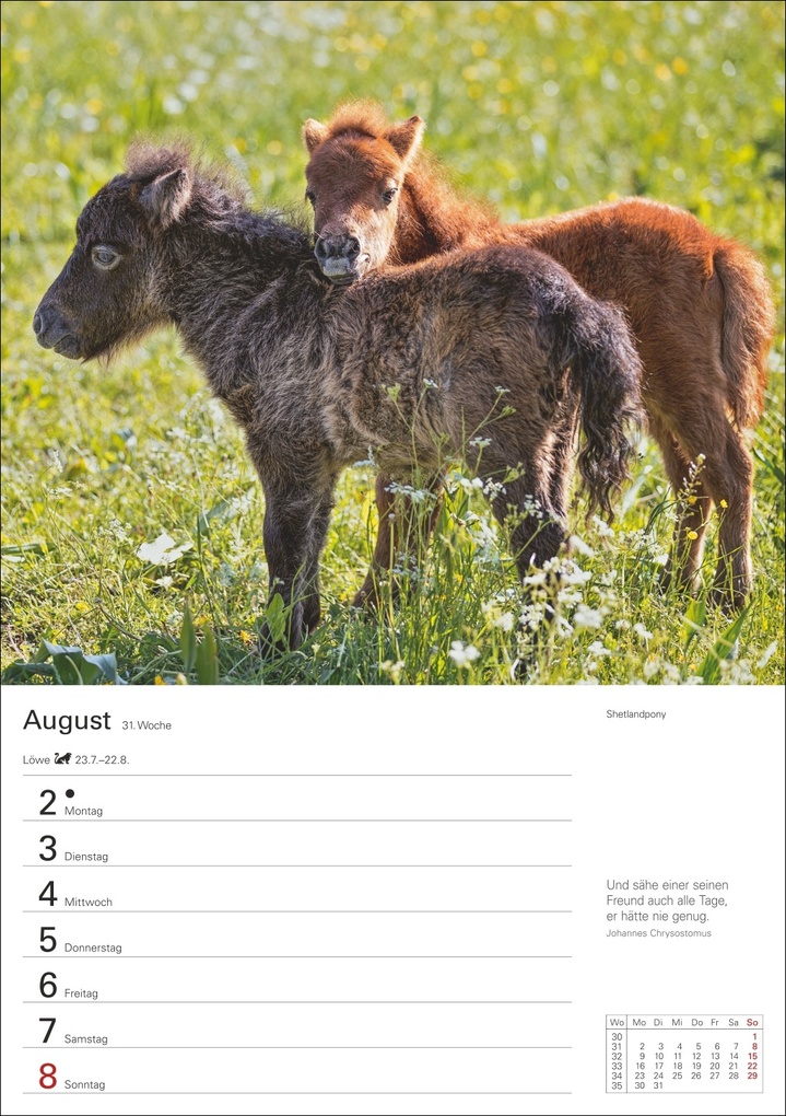 Weitere Ansicht: Pferde Wochenplaner 2027 - 53 faszinierende Fotografien