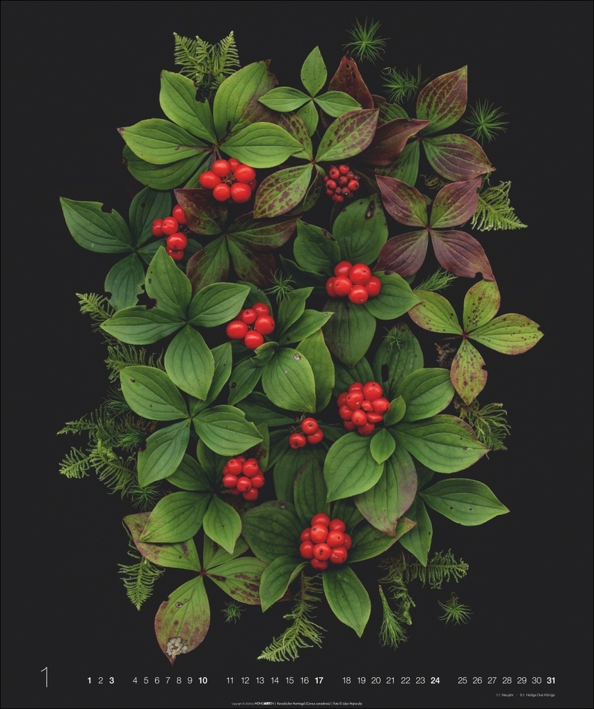 Weitere Ansicht: Wunder des Waldes 2027 | Julya Hagjnoczky