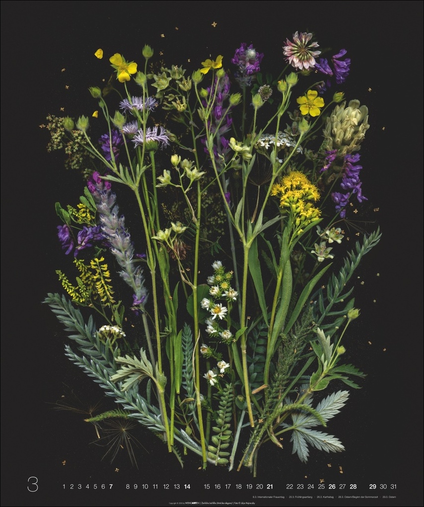 Weitere Ansicht: Wunder des Waldes 2027 | Julya Hagjnoczky