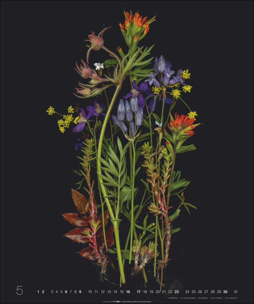 Weitere Ansicht: Wunder des Waldes 2027 | Julya Hagjnoczky