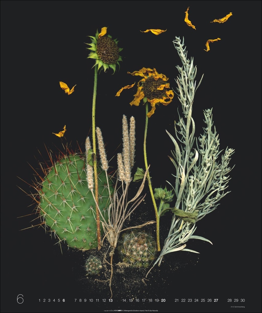 Weitere Ansicht: Wunder des Waldes 2027 | Julya Hagjnoczky