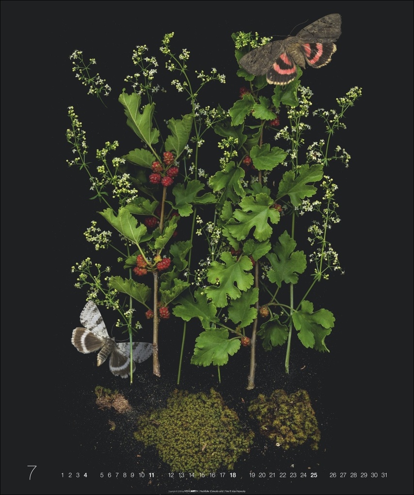 Weitere Ansicht: Wunder des Waldes 2027 | Julya Hagjnoczky