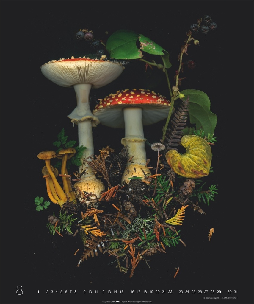 Weitere Ansicht: Wunder des Waldes 2027 | Julya Hagjnoczky