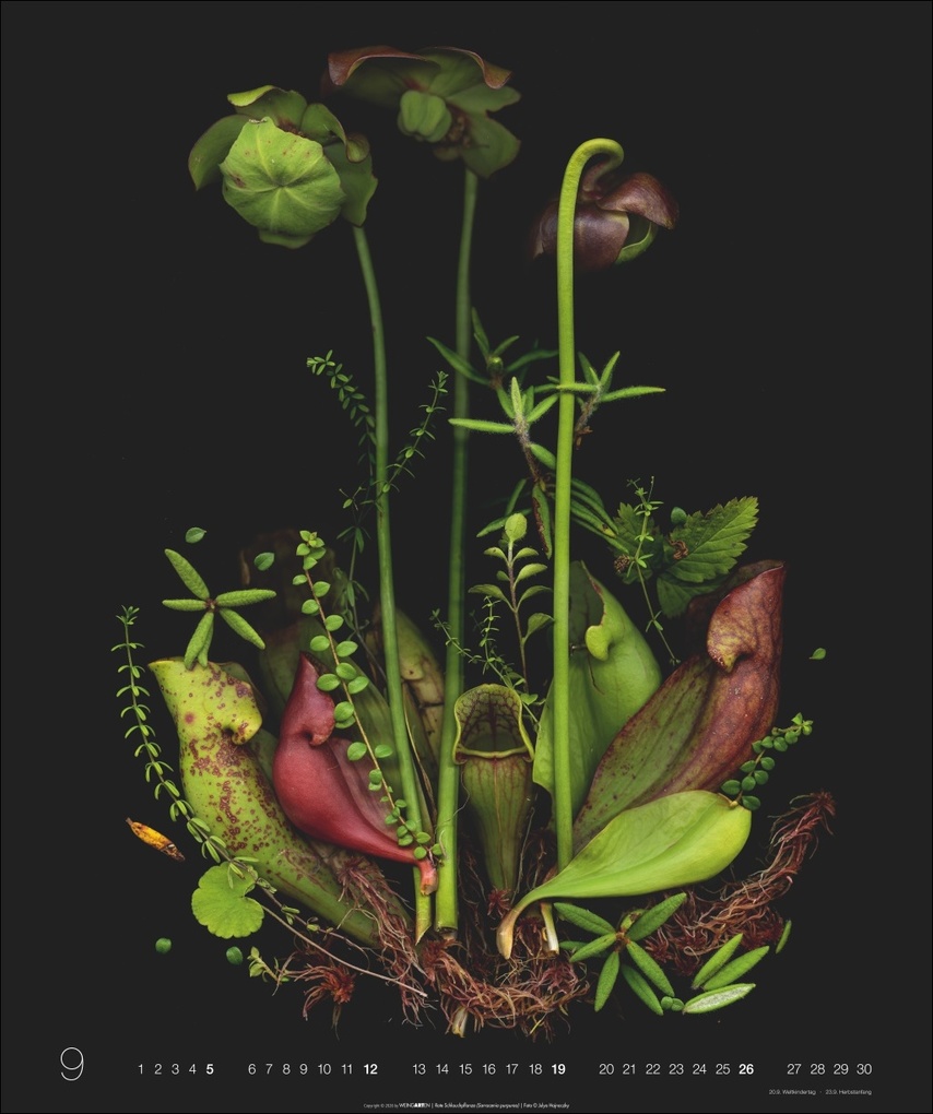 Weitere Ansicht: Wunder des Waldes 2027 | Julya Hagjnoczky