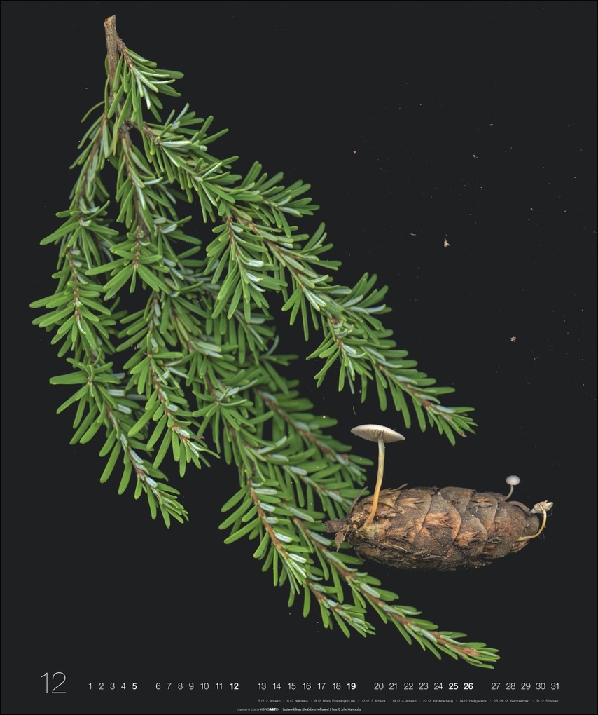 Weitere Ansicht: Wunder des Waldes 2027 | Julya Hagjnoczky