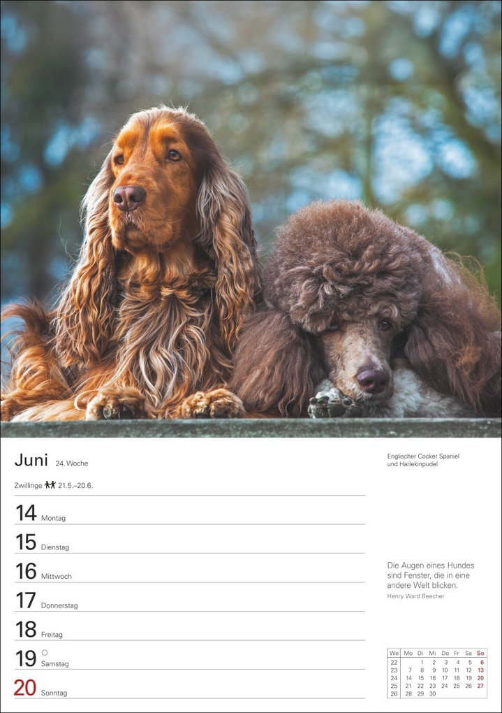 Weitere Ansicht: Hunde Wochenplaner 2027 - 53 faszinierende Fotografien