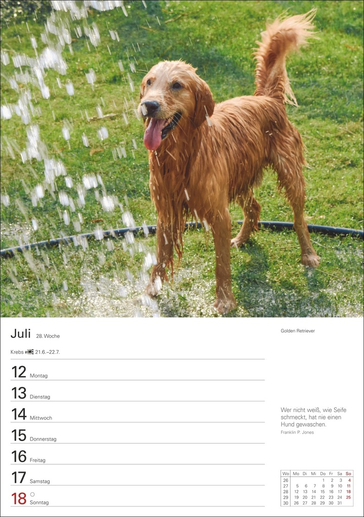 Weitere Ansicht: Hunde Wochenplaner 2027 - 53 faszinierende Fotografien