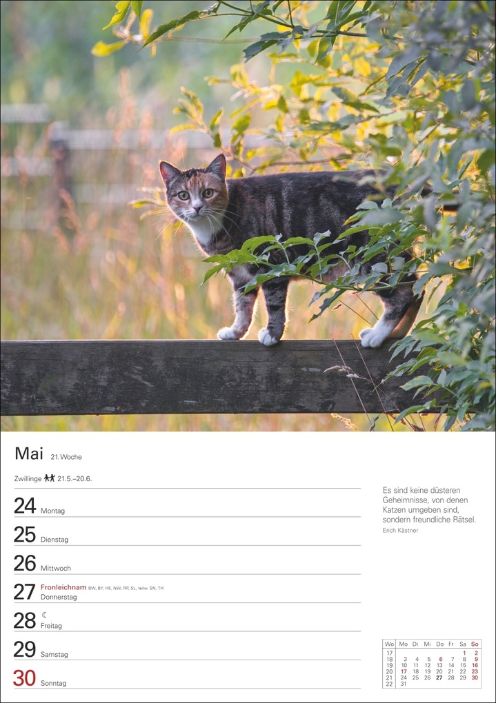 Weitere Ansicht: Katzen Wochenplaner 2027 - 53 faszinierende Fotografien | Thomas Huhnold
