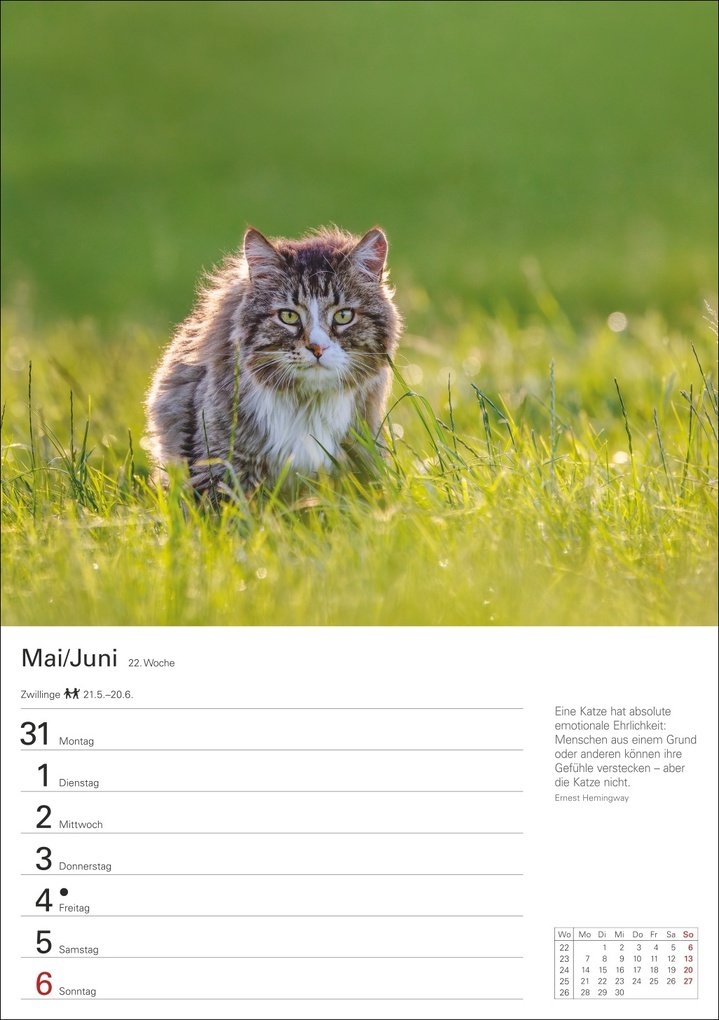Weitere Ansicht: Katzen Wochenplaner 2027 - 53 faszinierende Fotografien | Thomas Huhnold