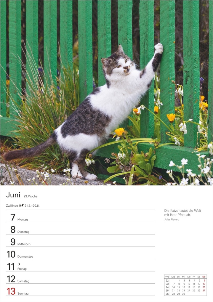 Weitere Ansicht: Katzen Wochenplaner 2027 - 53 faszinierende Fotografien | Thomas Huhnold