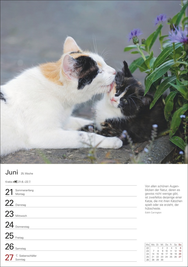 Weitere Ansicht: Katzen Wochenplaner 2027 - 53 faszinierende Fotografien | Thomas Huhnold