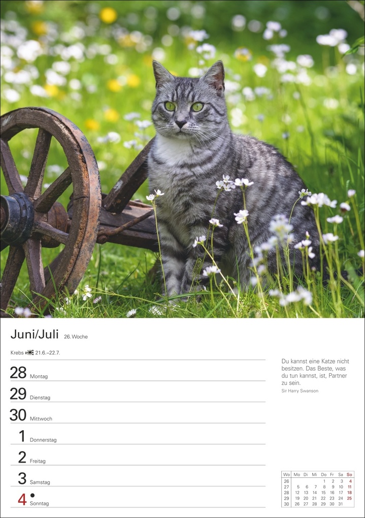 Weitere Ansicht: Katzen Wochenplaner 2027 - 53 faszinierende Fotografien | Thomas Huhnold