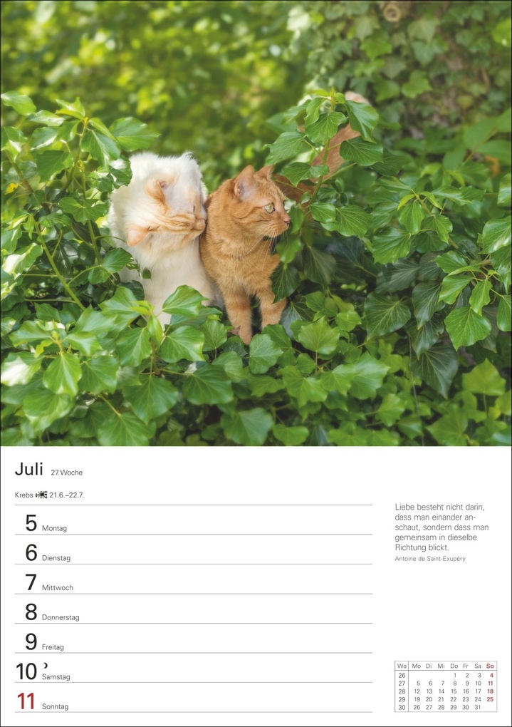 Weitere Ansicht: Katzen Wochenplaner 2027 - 53 faszinierende Fotografien | Thomas Huhnold