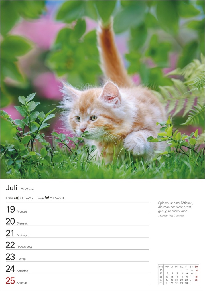 Weitere Ansicht: Katzen Wochenplaner 2027 - 53 faszinierende Fotografien | Thomas Huhnold