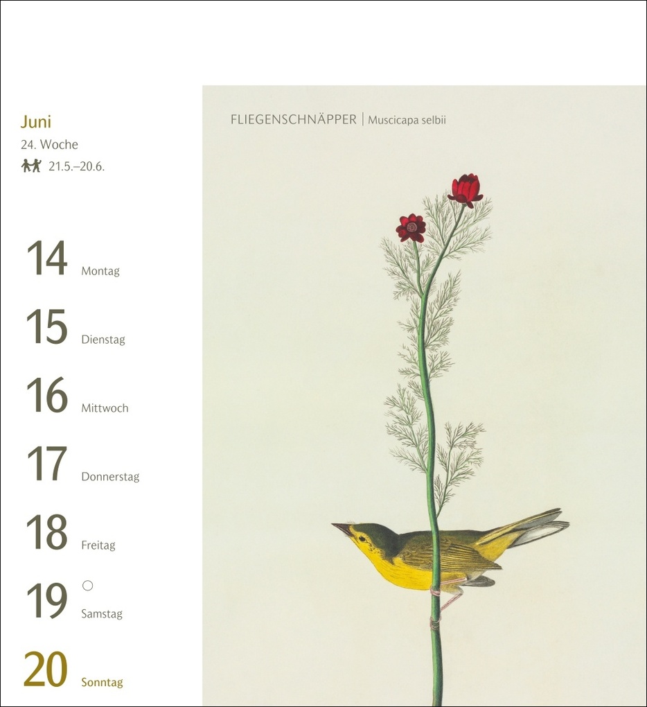 Weitere Ansicht: Vögel Postkartenkalender 2027 - Postkartenkalender mit 53 historischen Zeichnungen