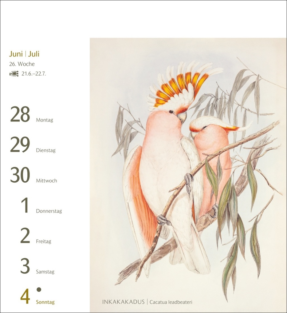 Weitere Ansicht: Vögel Postkartenkalender 2027 - Postkartenkalender mit 53 historischen Zeichnungen