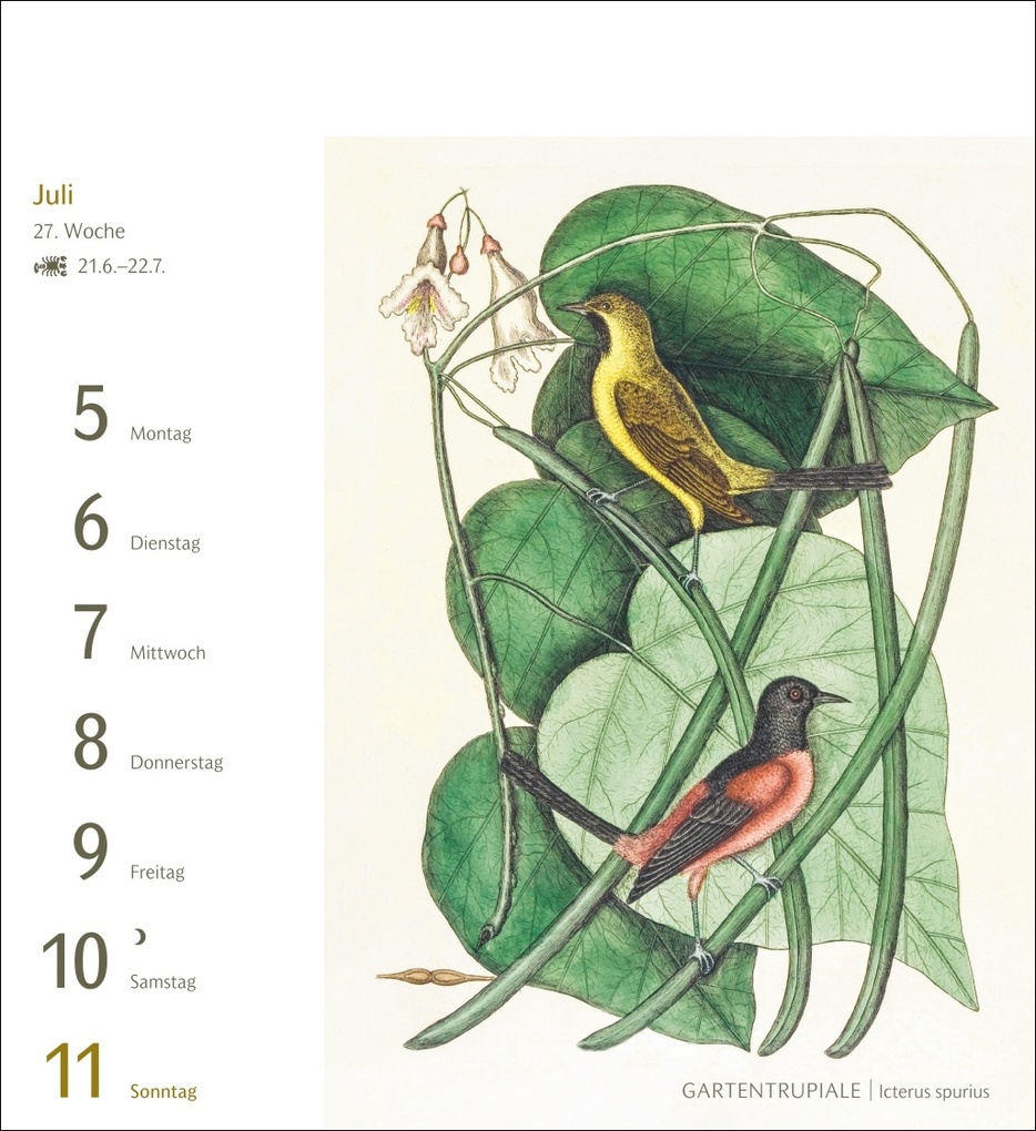 Weitere Ansicht: Vögel Postkartenkalender 2027 - Postkartenkalender mit 53 historischen Zeichnungen