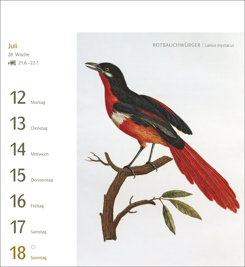 Weitere Ansicht: Vögel Postkartenkalender 2027 - Postkartenkalender mit 53 historischen Zeichnungen