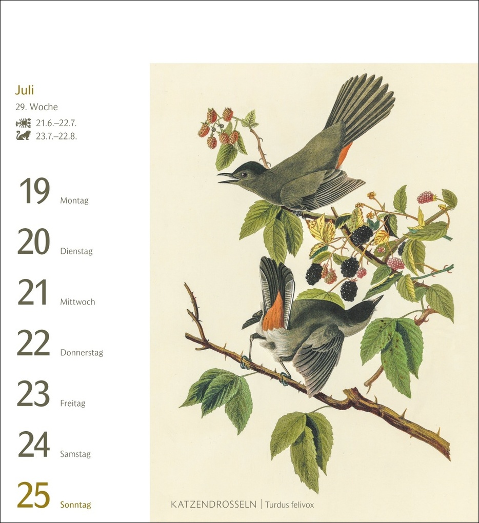 Weitere Ansicht: Vögel Postkartenkalender 2027 - Postkartenkalender mit 53 historischen Zeichnungen