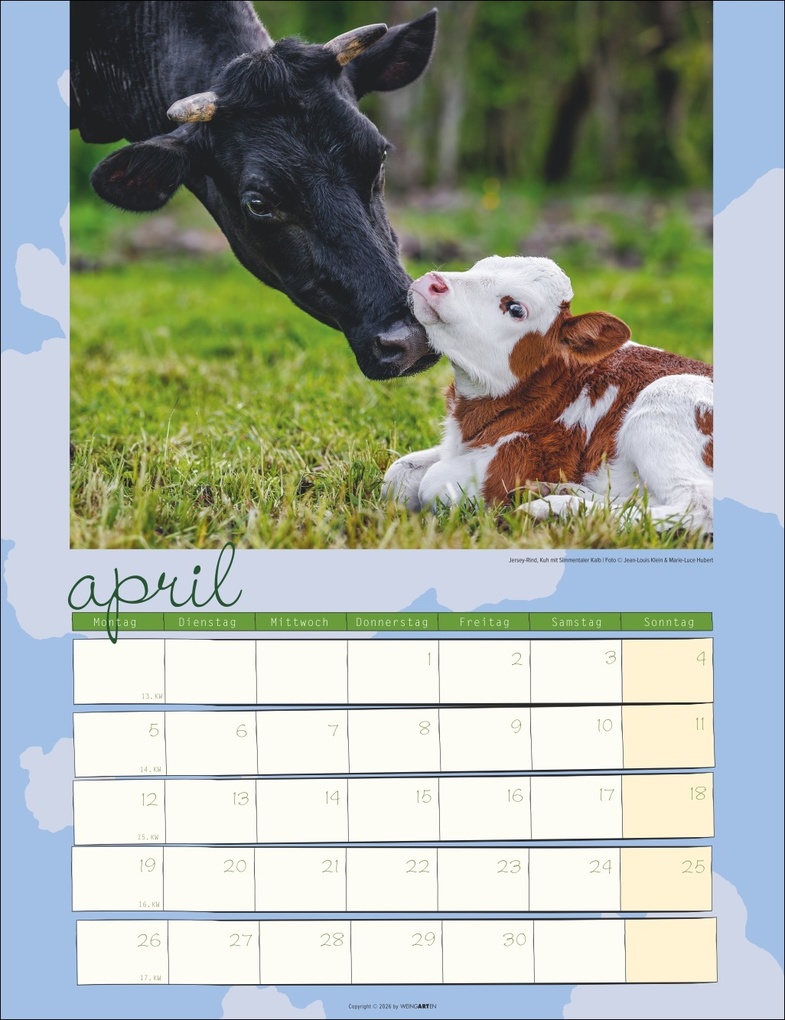 Weitere Ansicht: Kuh Kalender 2027