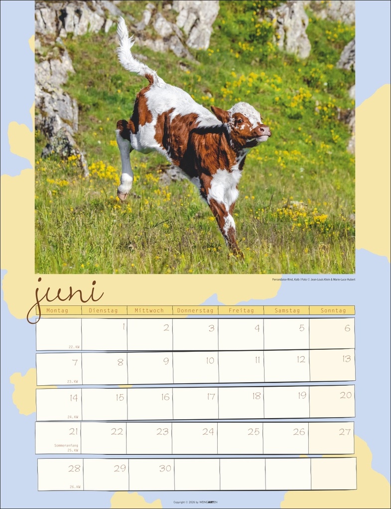Weitere Ansicht: Kuh Kalender 2027