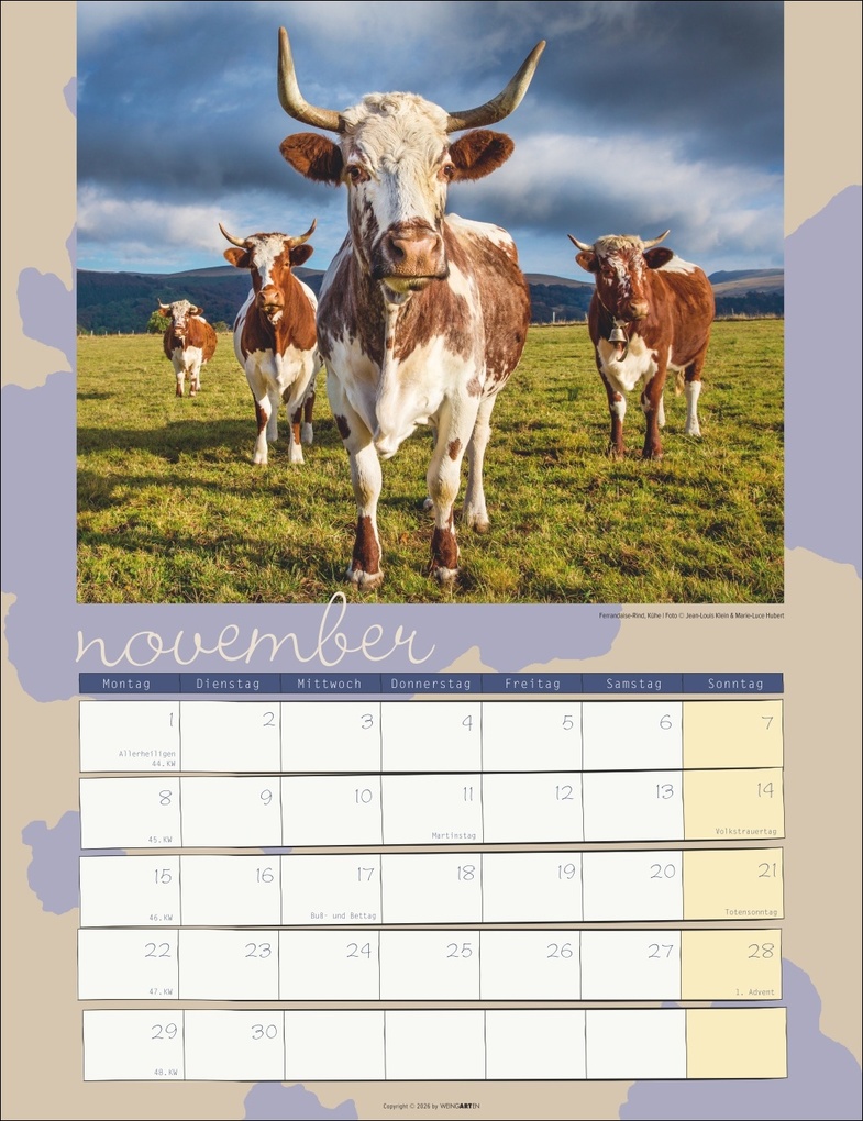 Weitere Ansicht: Kuh Kalender 2027