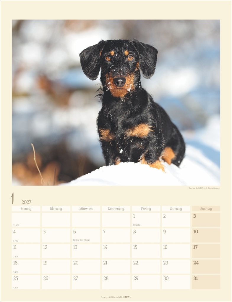 Weitere Ansicht: Dackel Kalender 2027