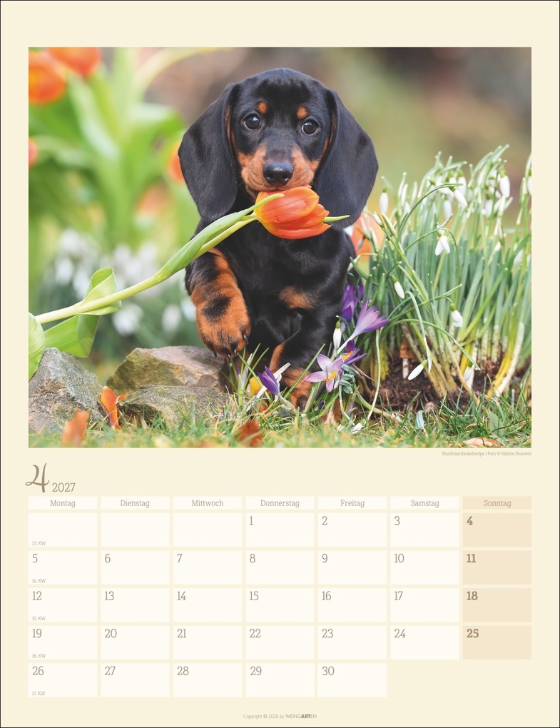 Weitere Ansicht: Dackel Kalender 2027