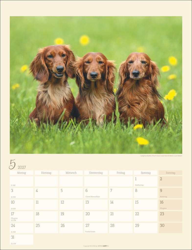 Weitere Ansicht: Dackel Kalender 2027