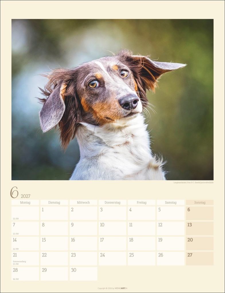 Weitere Ansicht: Dackel Kalender 2027