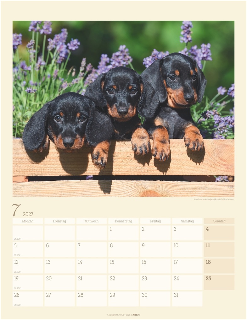 Weitere Ansicht: Dackel Kalender 2027