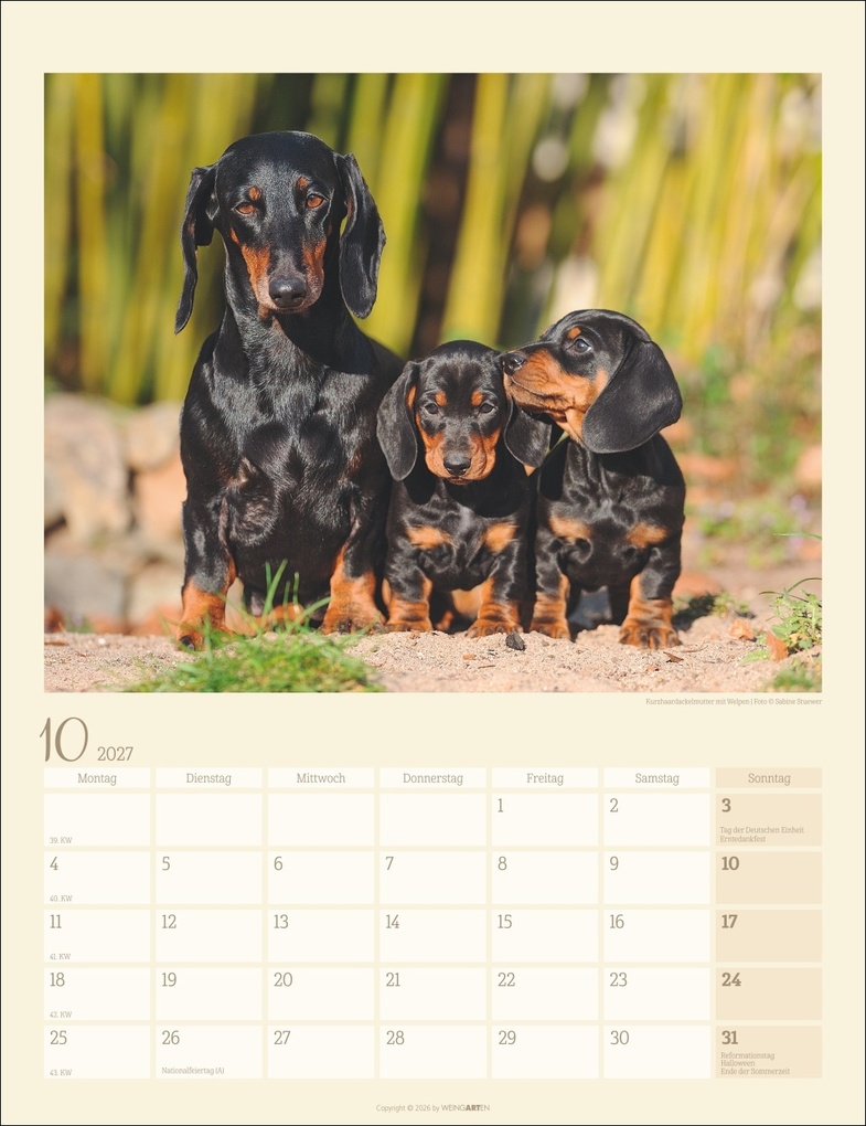 Weitere Ansicht: Dackel Kalender 2027