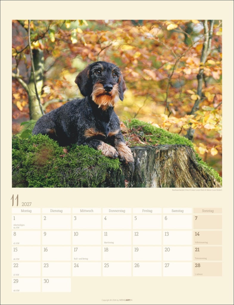 Weitere Ansicht: Dackel Kalender 2027